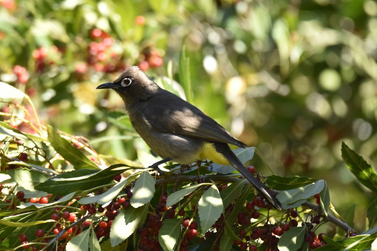 Cape Bulbul - ML646414089