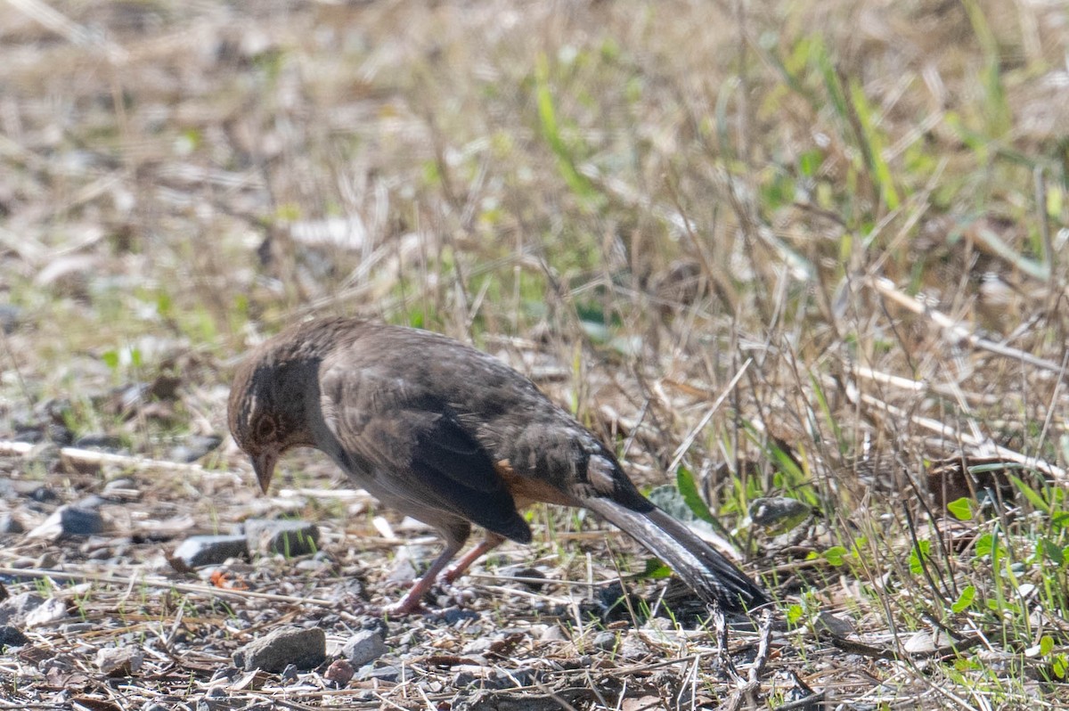 California Towhee - ML646414091