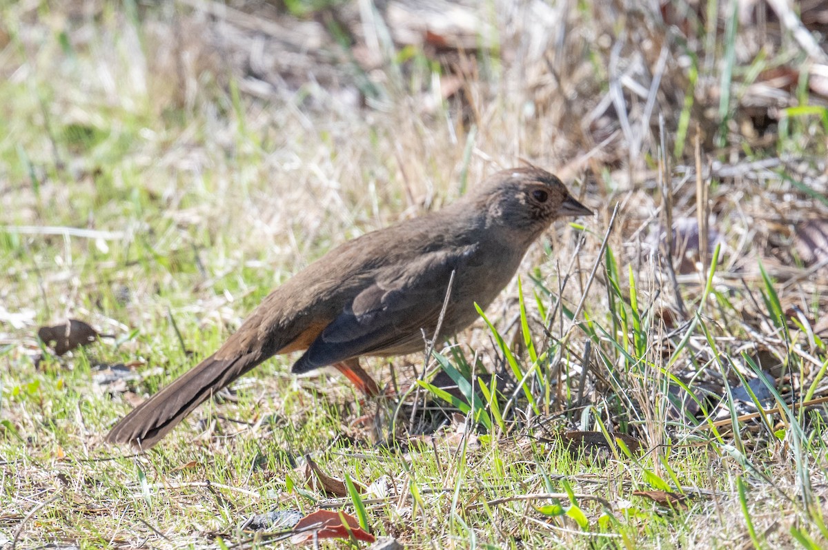 California Towhee - ML646414092