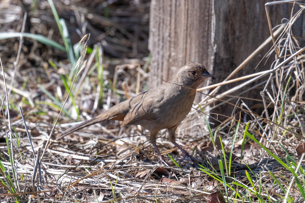 California Towhee - ML646414093