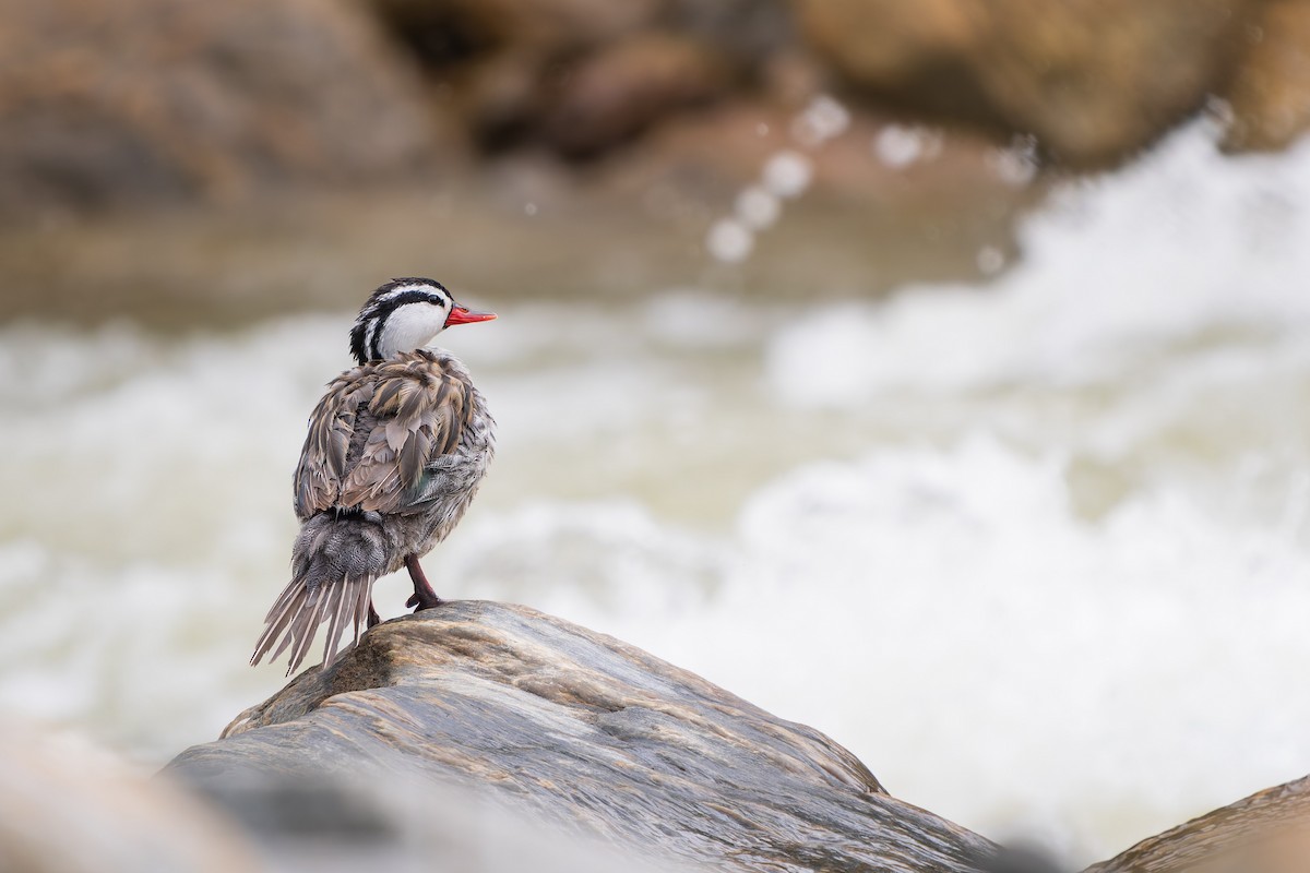 Torrent Duck - ML646414094