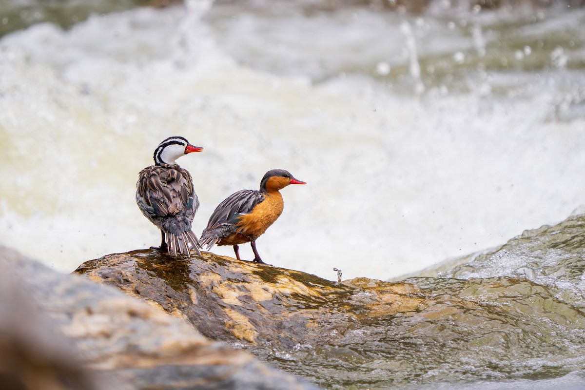 Torrent Duck - ML646414095