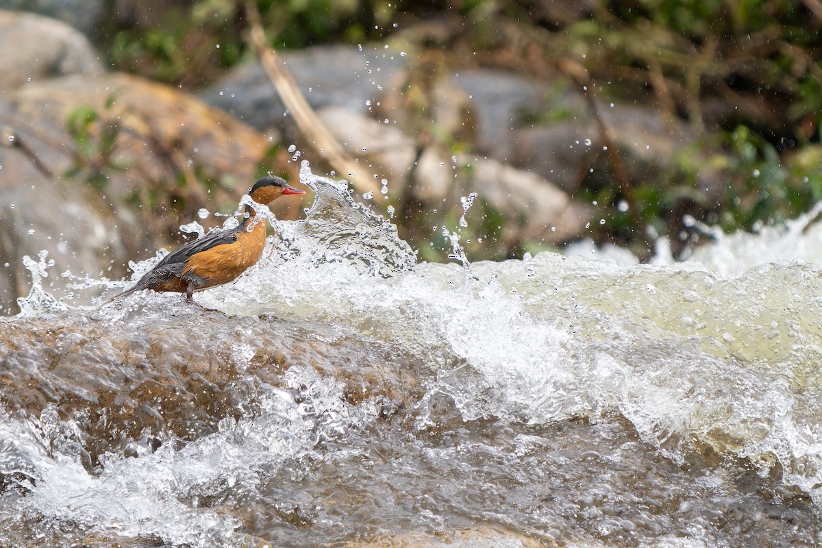 Torrent Duck - ML646414096