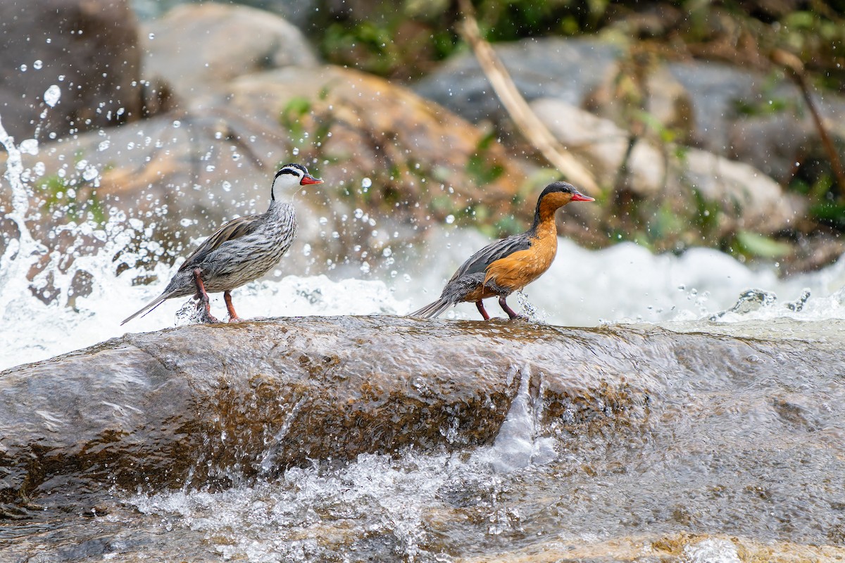 Torrent Duck - ML646414097