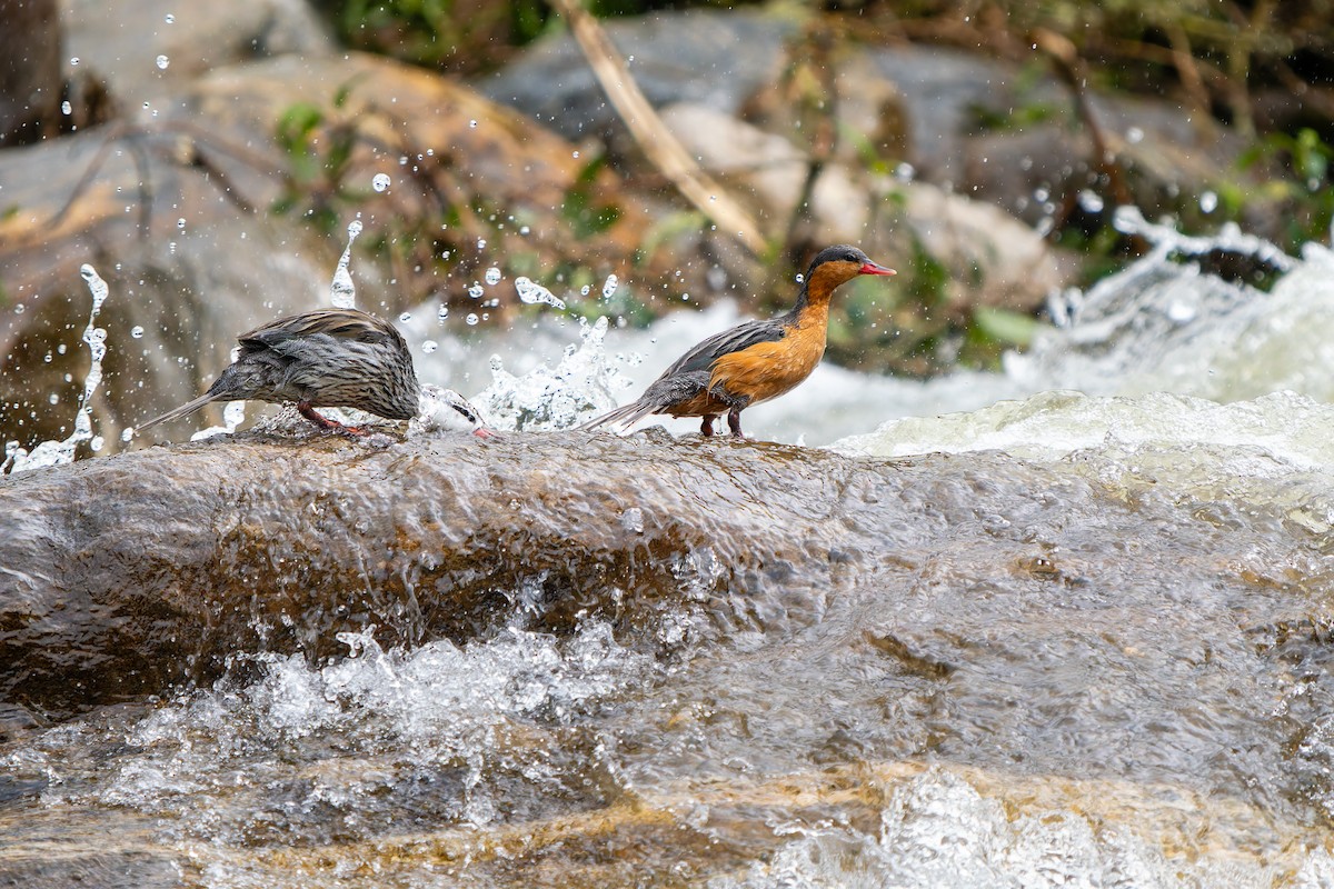 Torrent Duck - ML646414098