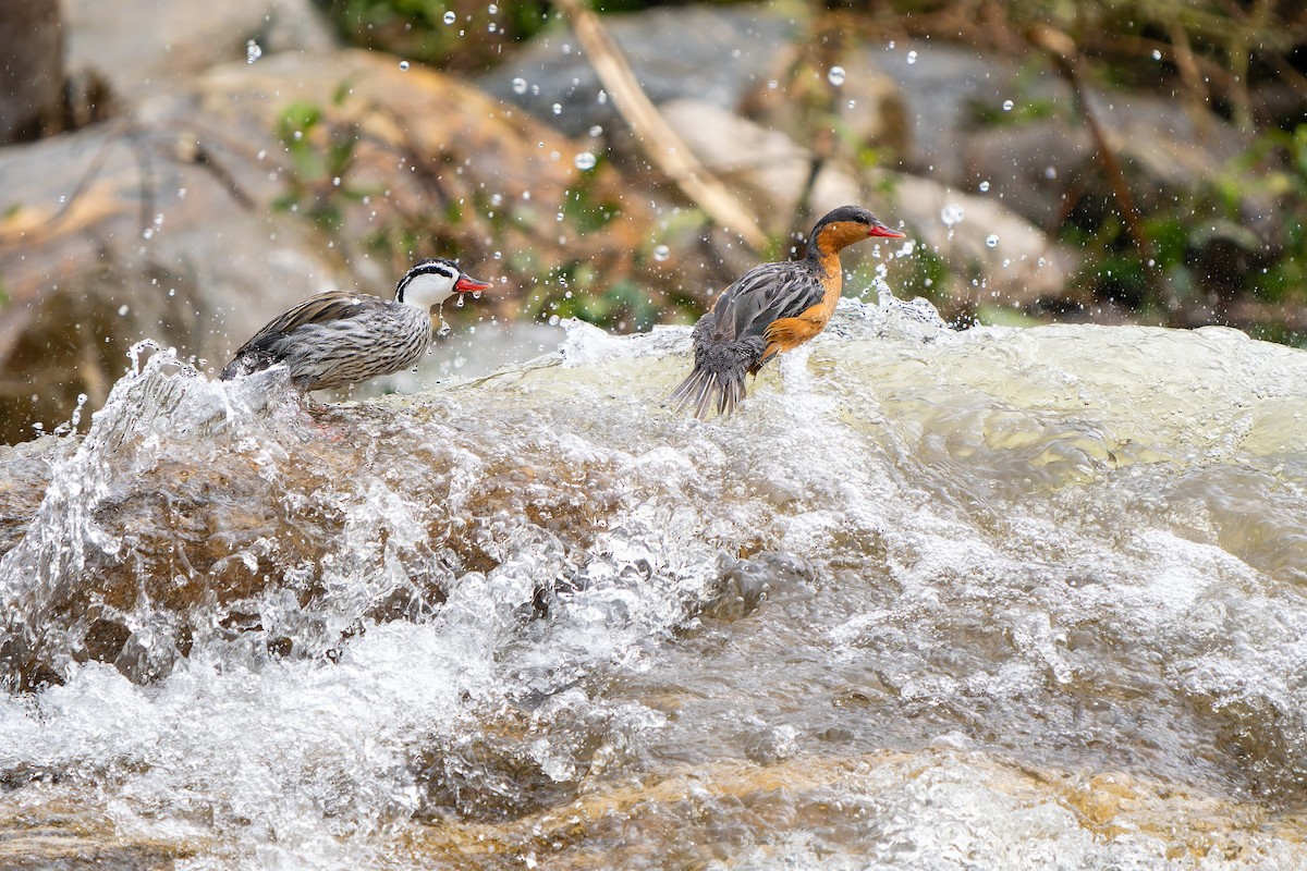 Torrent Duck - ML646414099