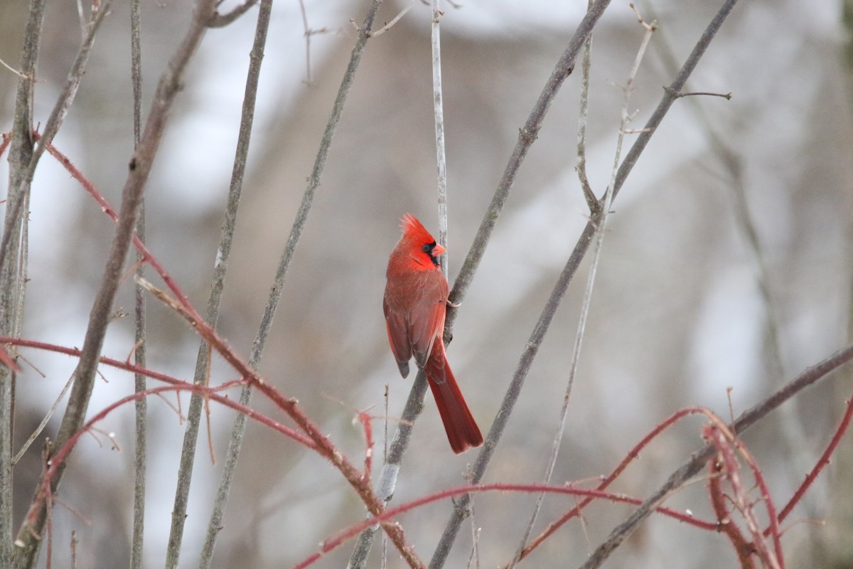 Northern Cardinal - ML646414102