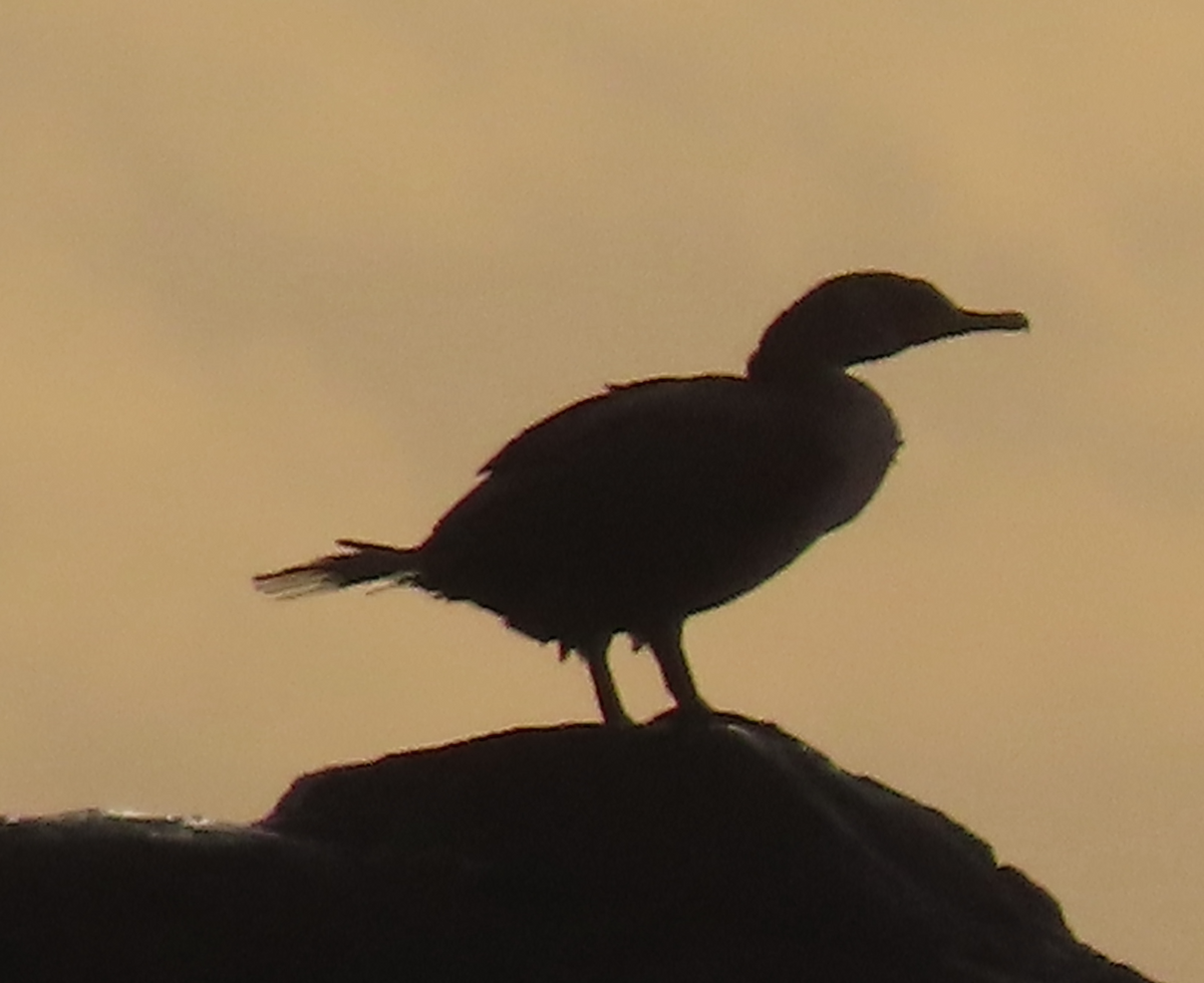 Cormoran à aigrettes - ML646414107