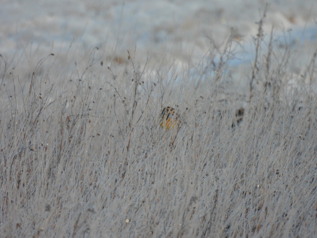 Eastern Meadowlark - ML646414110