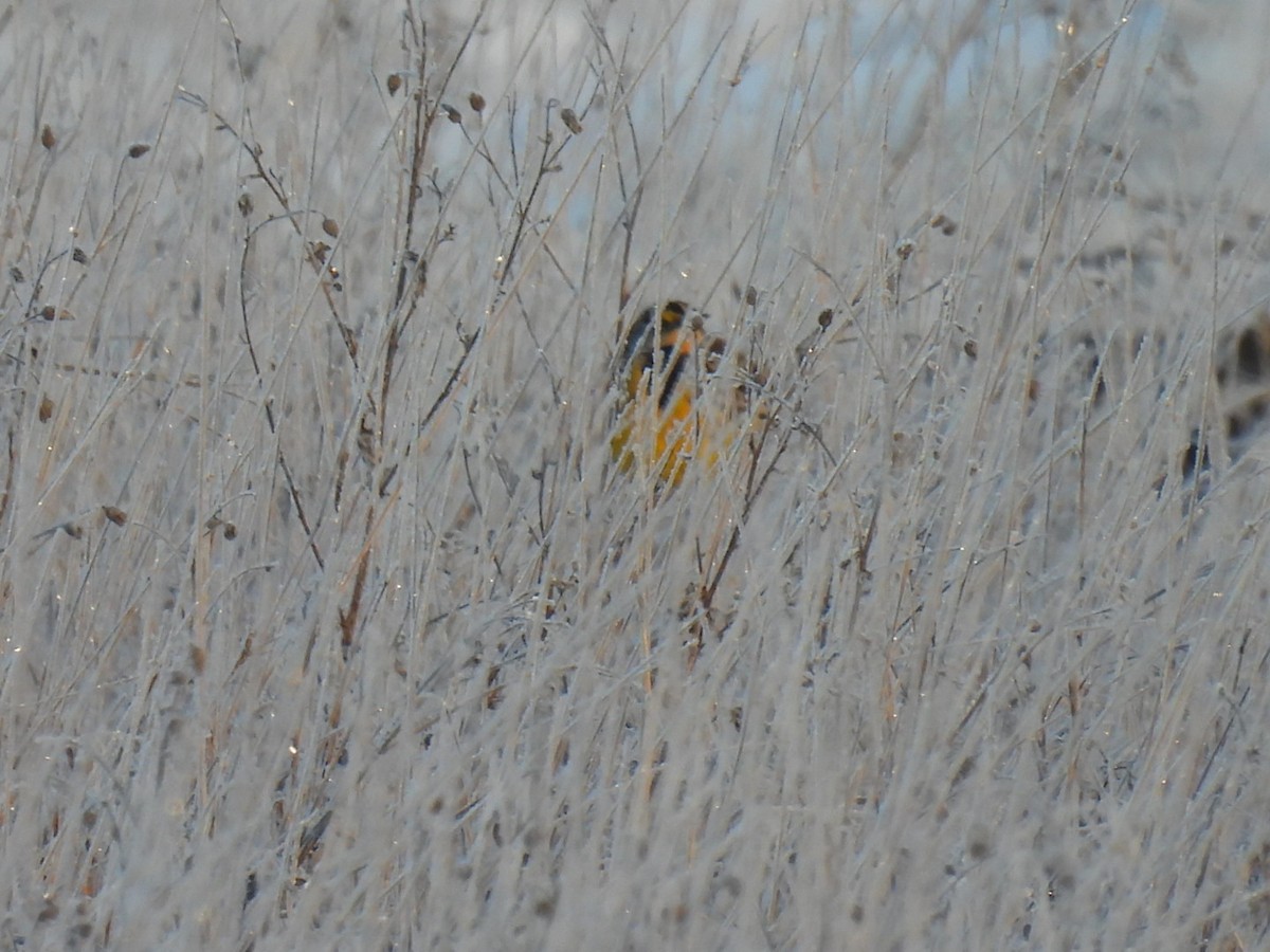 Eastern Meadowlark - ML646414111