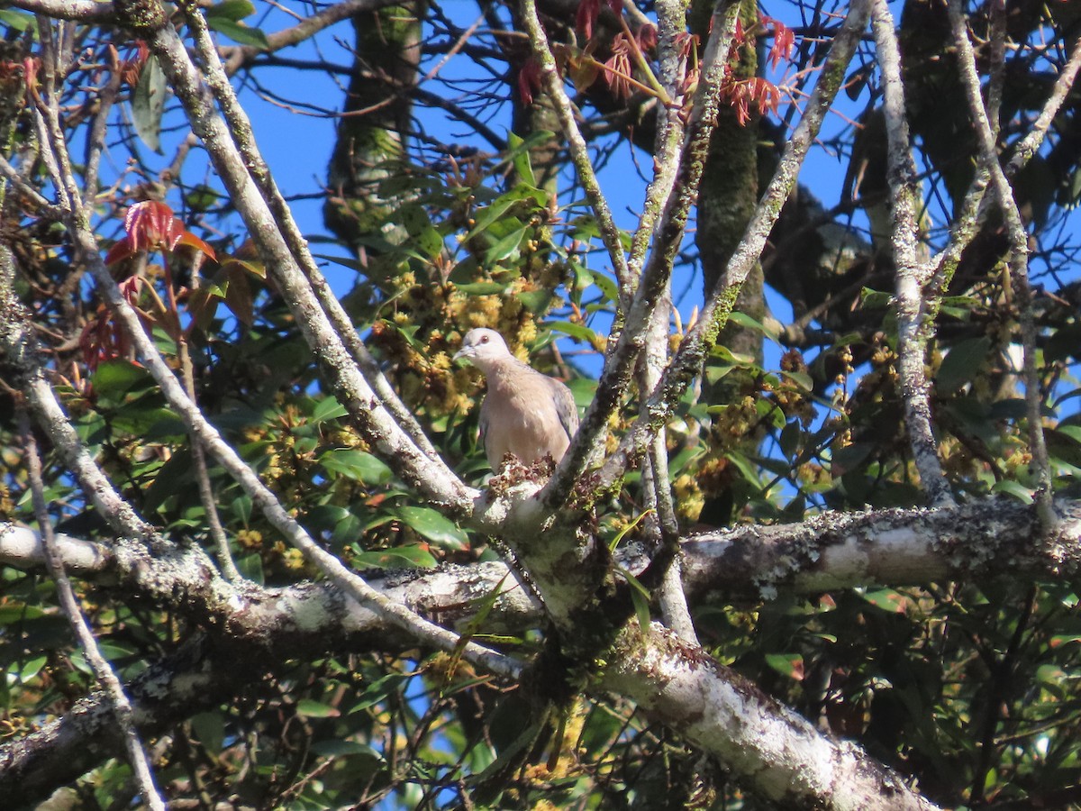 Spotted Dove - ML646414117