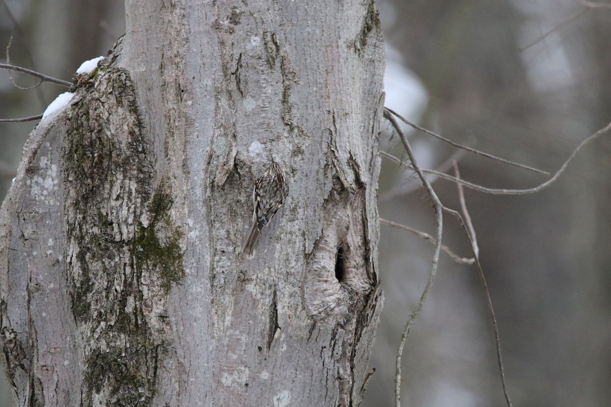Brown Creeper - ML646414118