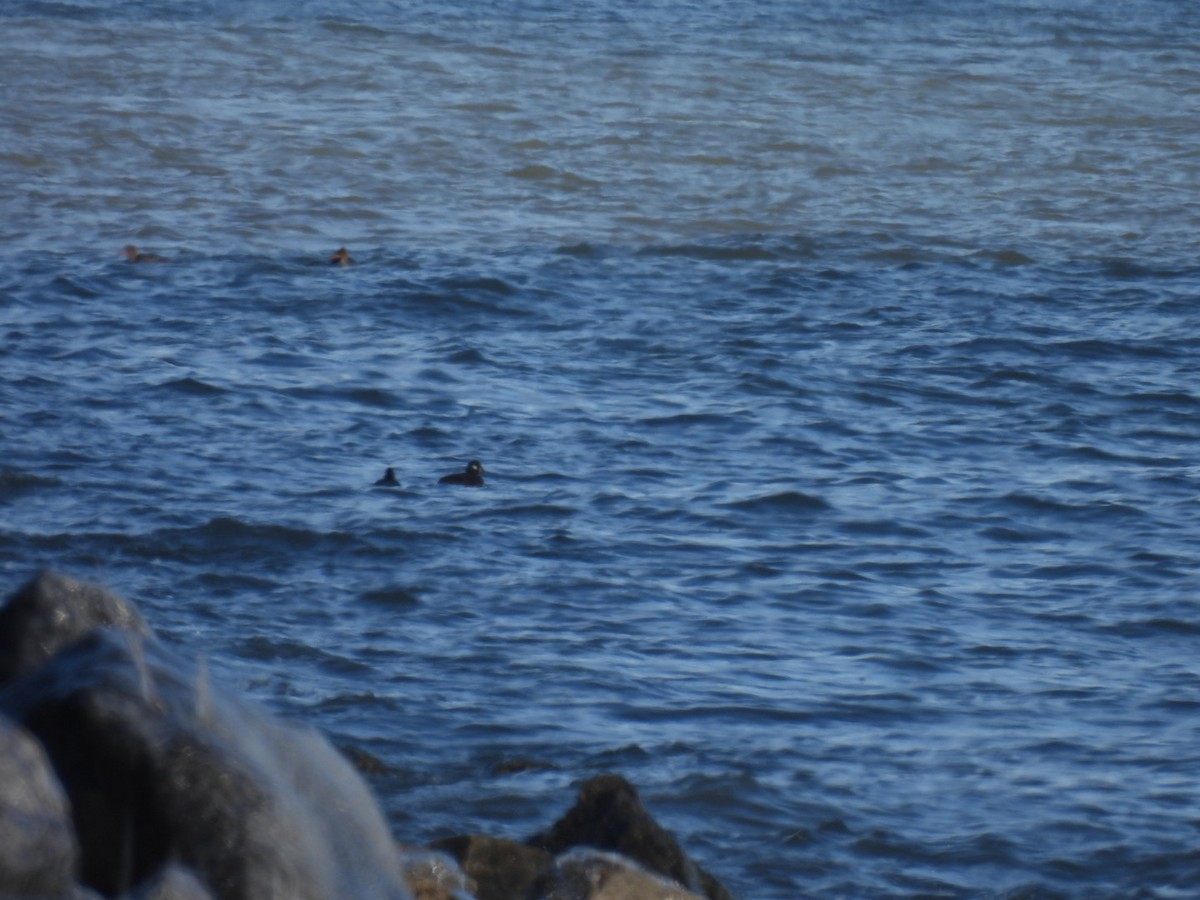 kačka strakatá - ML646414121