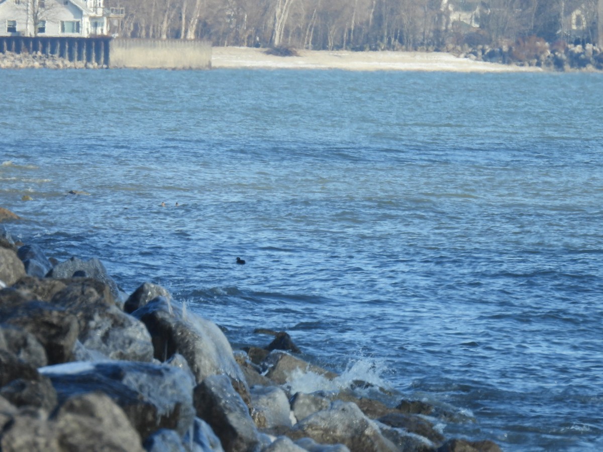 kačka strakatá - ML646414122