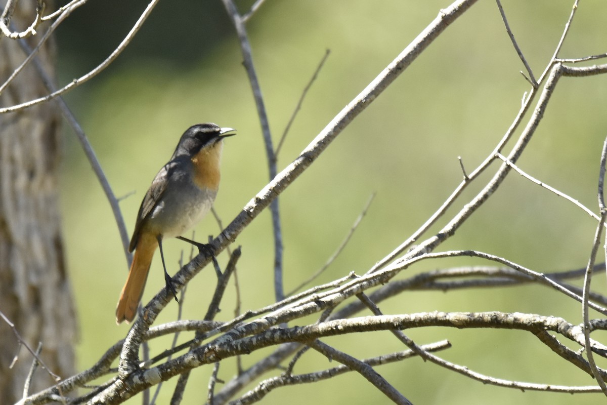 Cape Robin-Chat - ML646414123