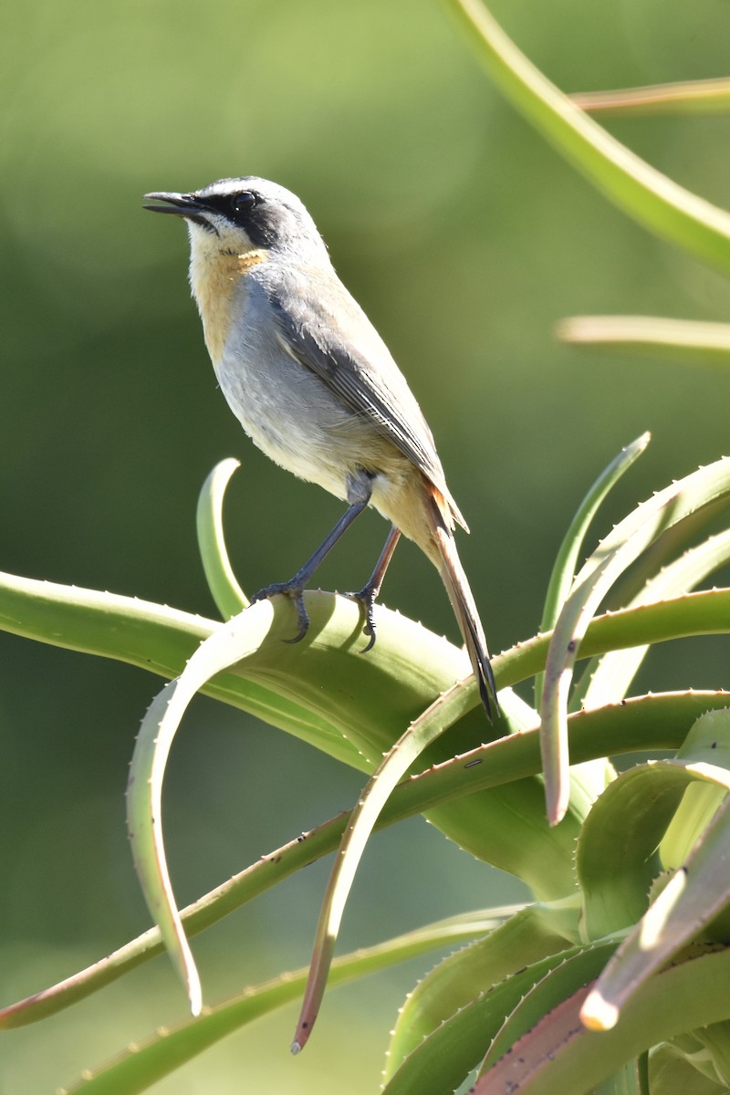 Cape Robin-Chat - ML646414124
