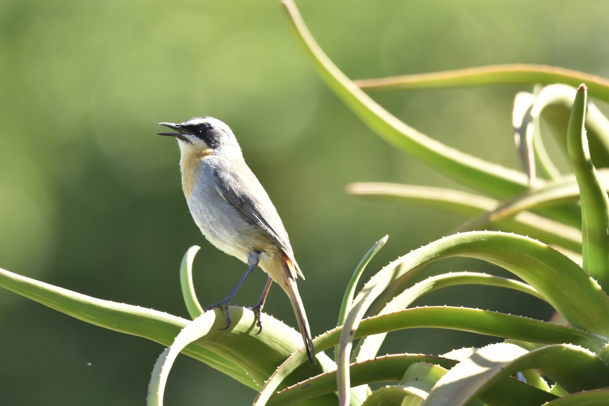 Cape Robin-Chat - ML646414125