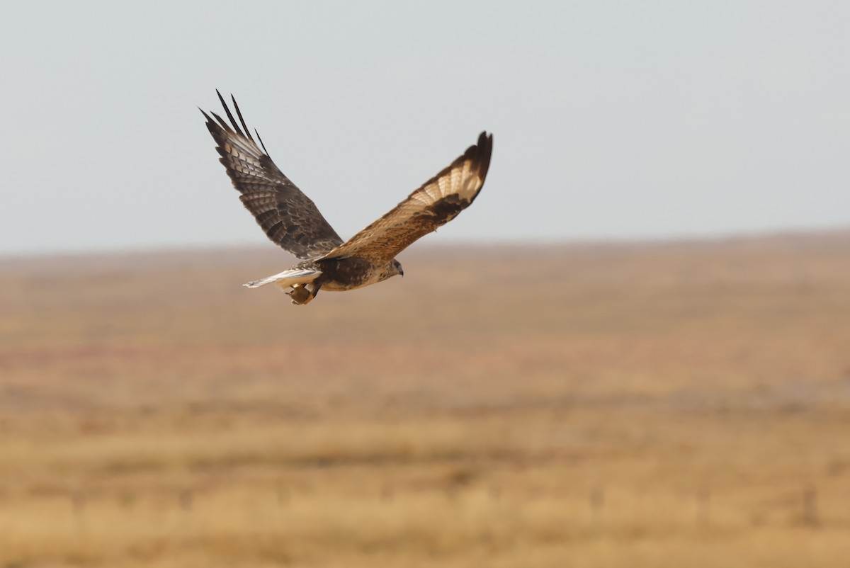 Мохноногий курганник - ML646414126