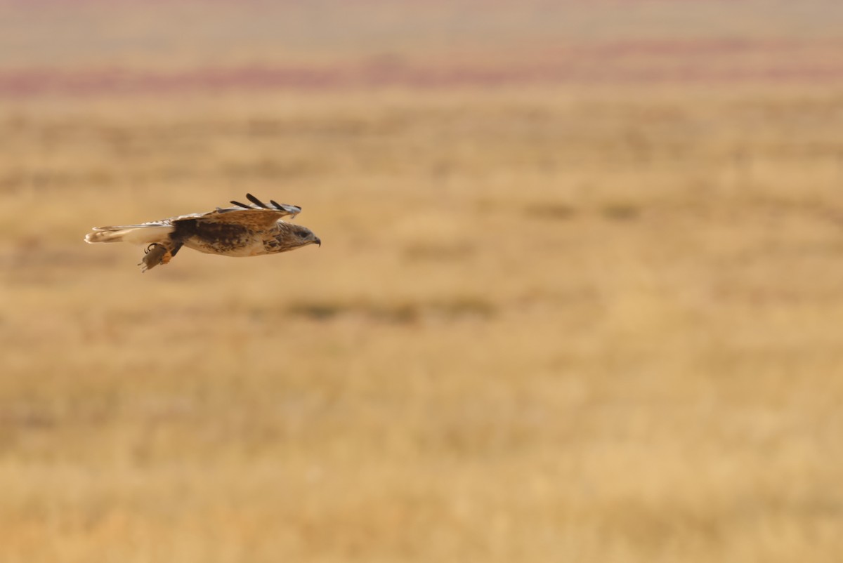 Мохноногий курганник - ML646414127