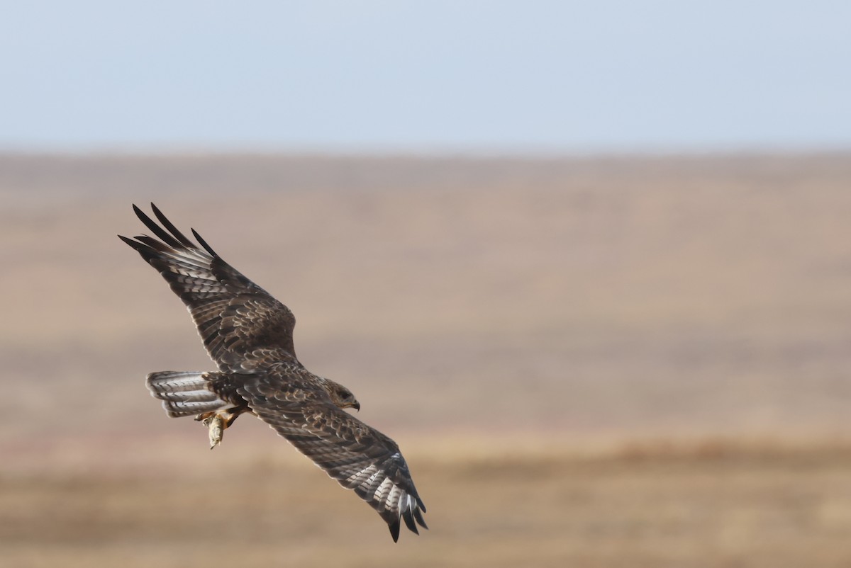 Мохноногий курганник - ML646414128