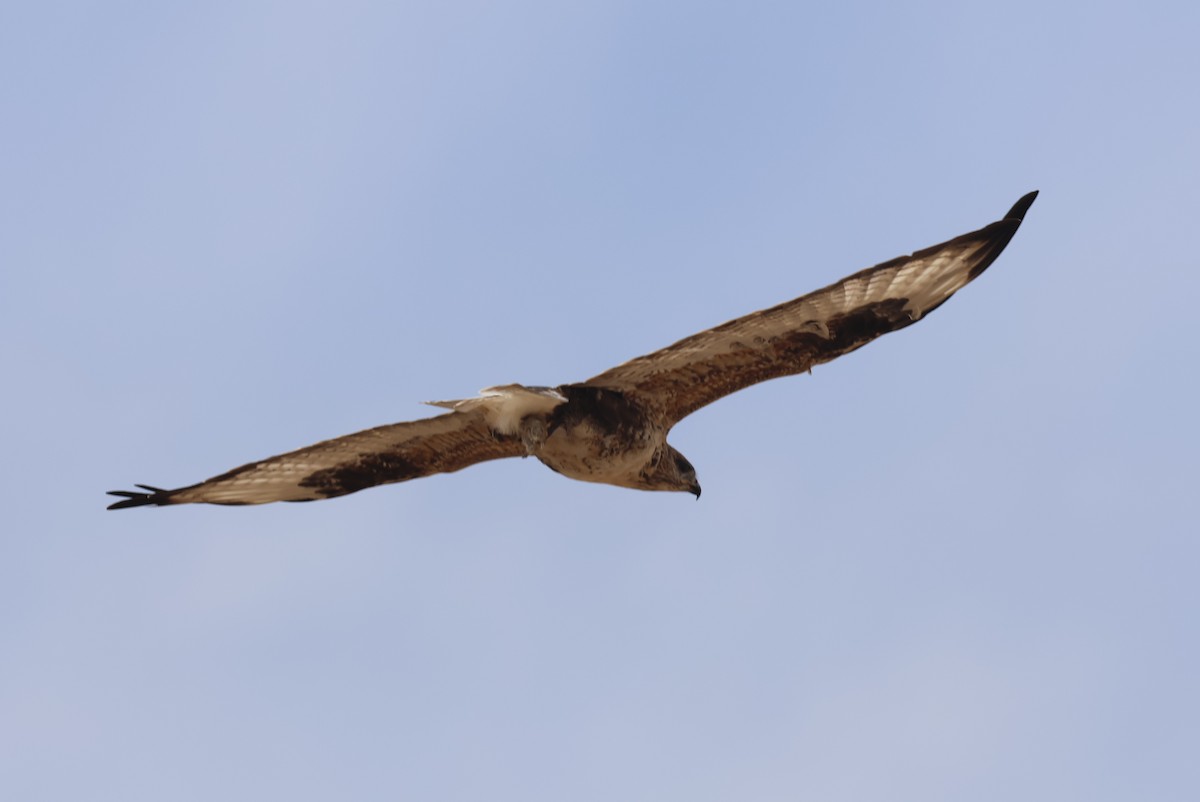 Мохноногий курганник - ML646414129