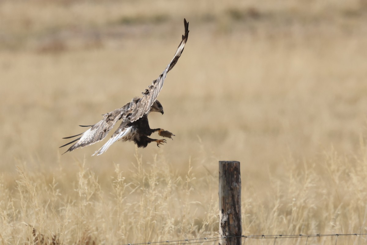 Мохноногий курганник - ML646414130