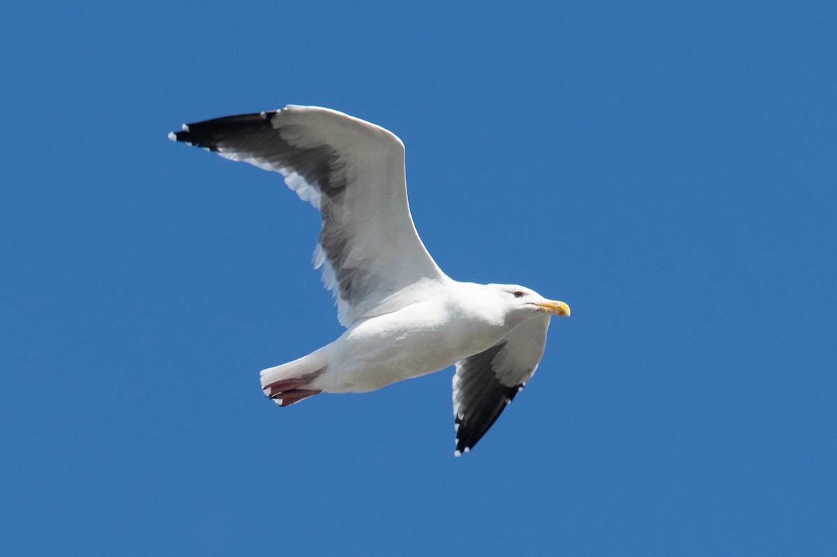 Western Gull - ML646414131