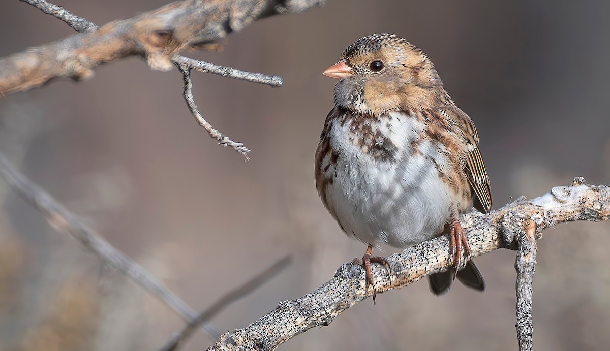 Harris's Sparrow - ML646414135