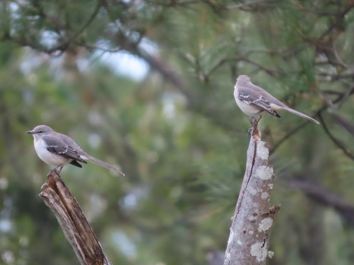 Northern Mockingbird - ML646414136