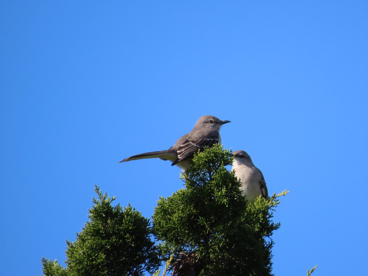 Northern Mockingbird - ML646414137
