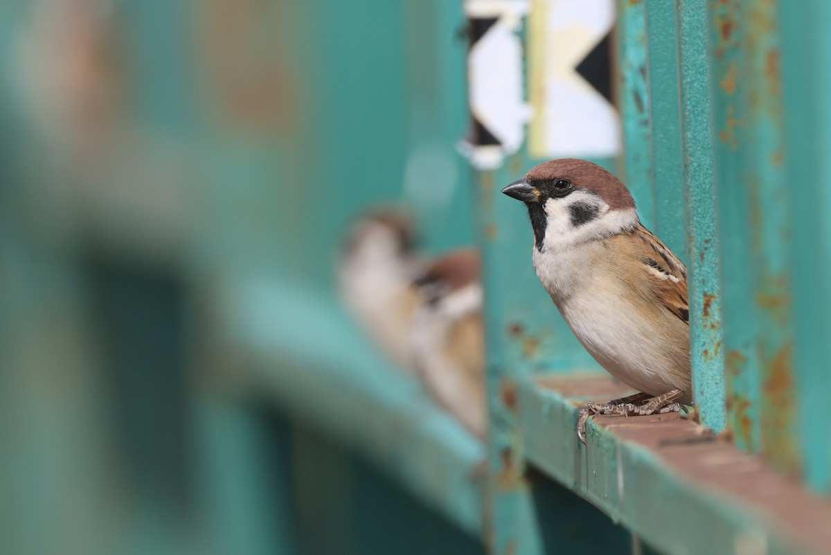 vrabec polní - ML646414138