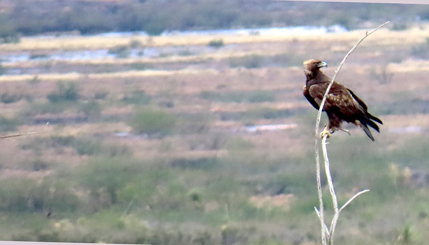 Golden Eagle - ML646414139