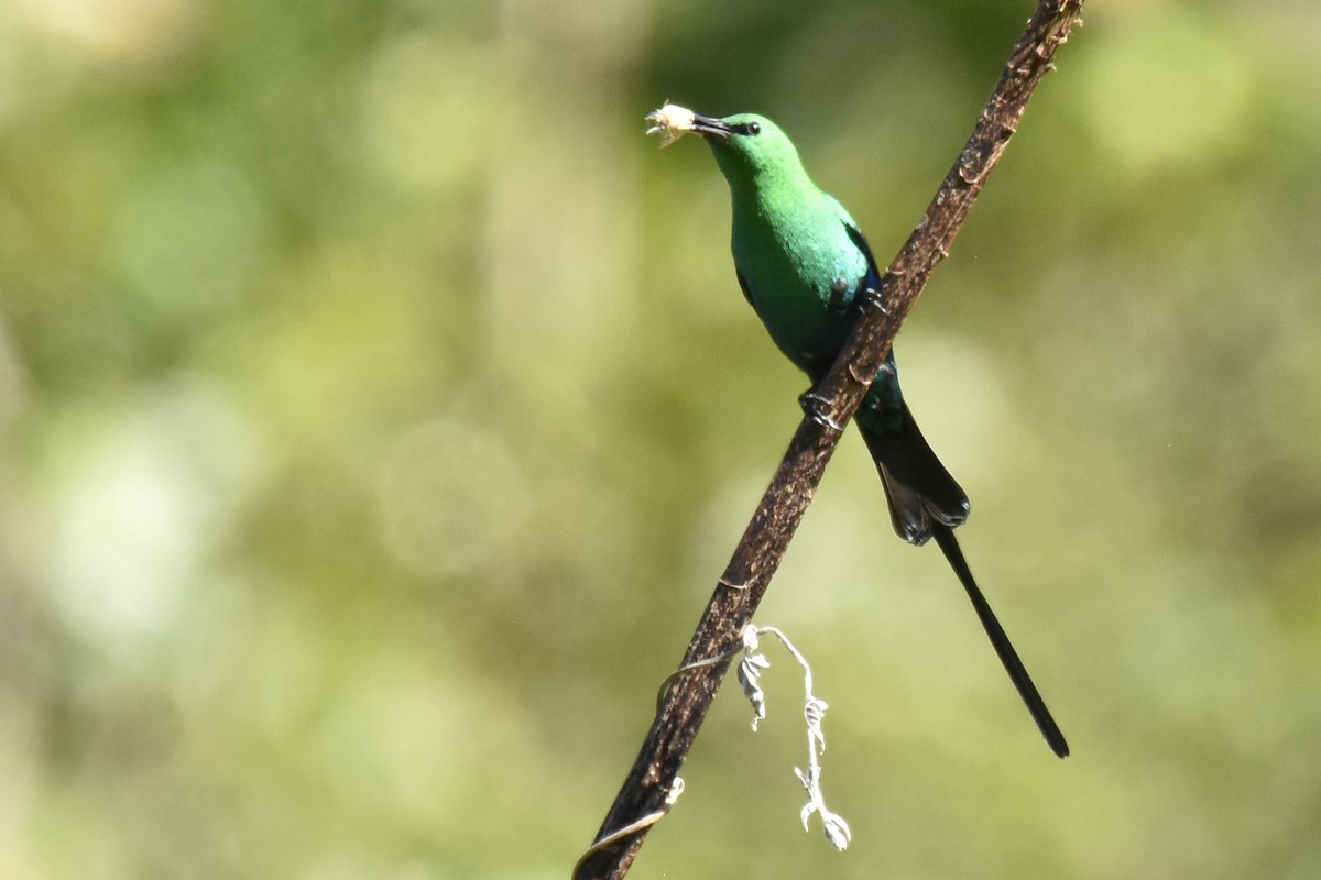 strdimil malachitový - ML646414140