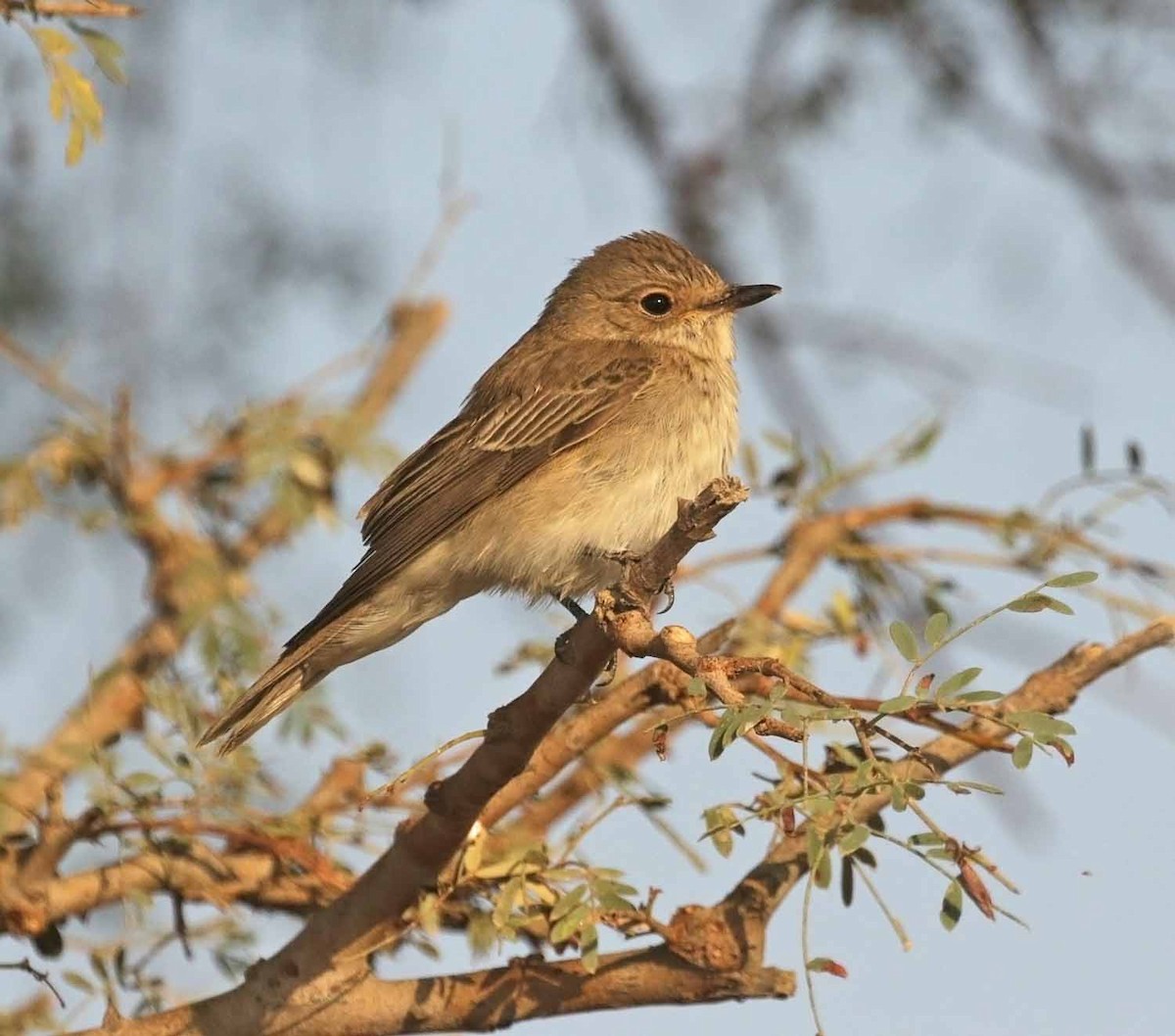 Spotted Flycatcher - ML646414141