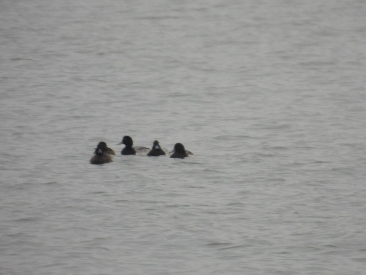 Greater Scaup - ML646414142