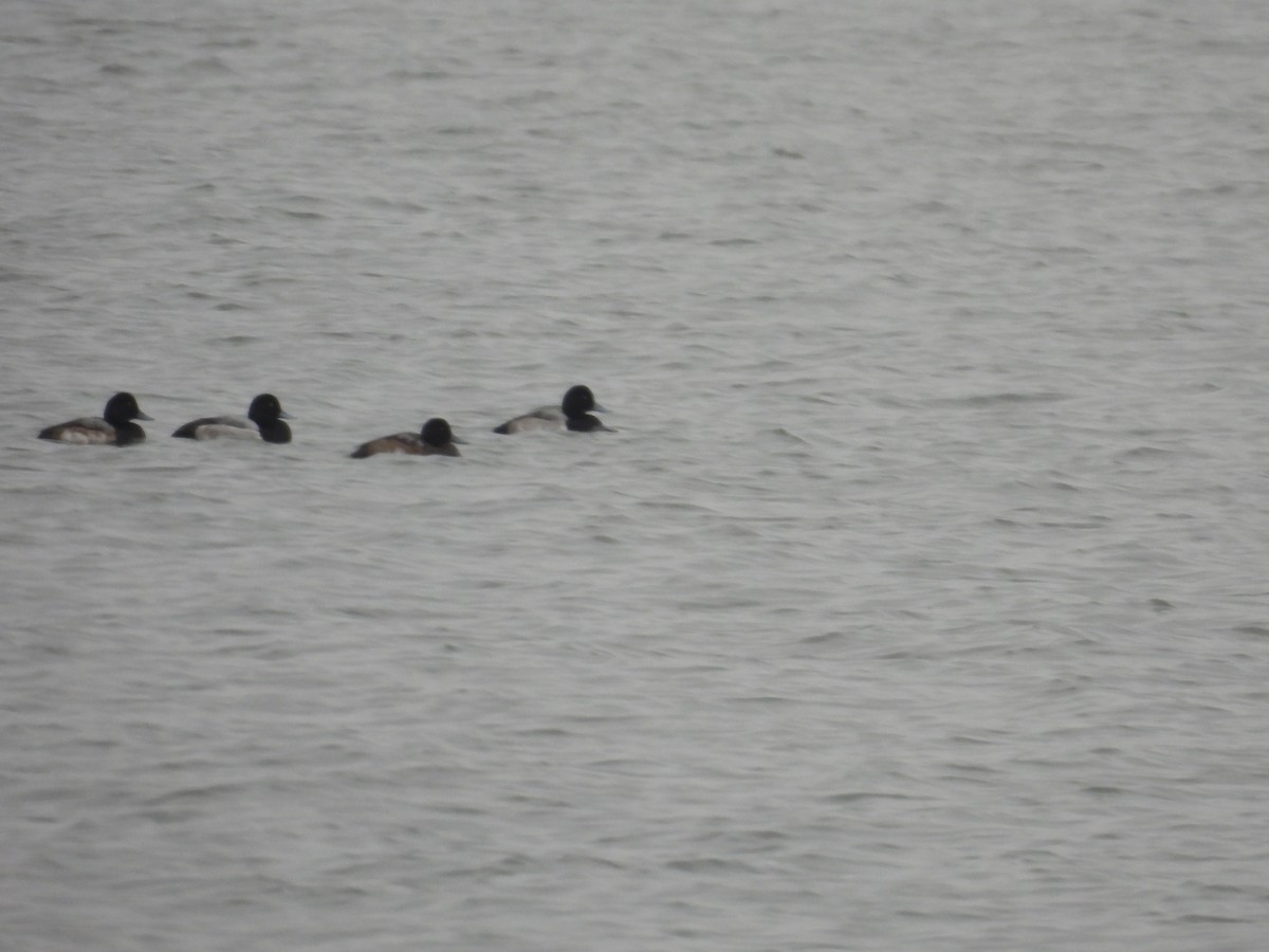 Greater Scaup - ML646414143