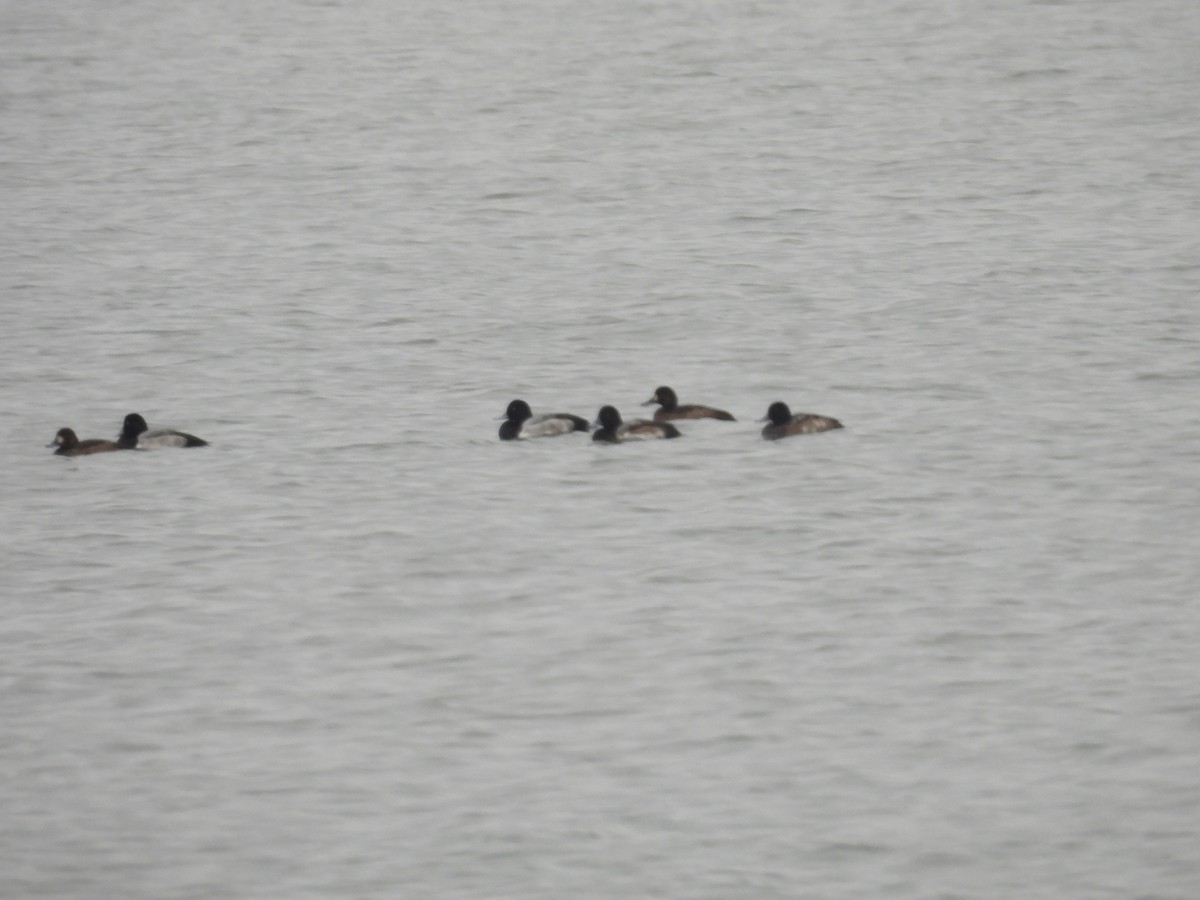 Greater Scaup - ML646414144