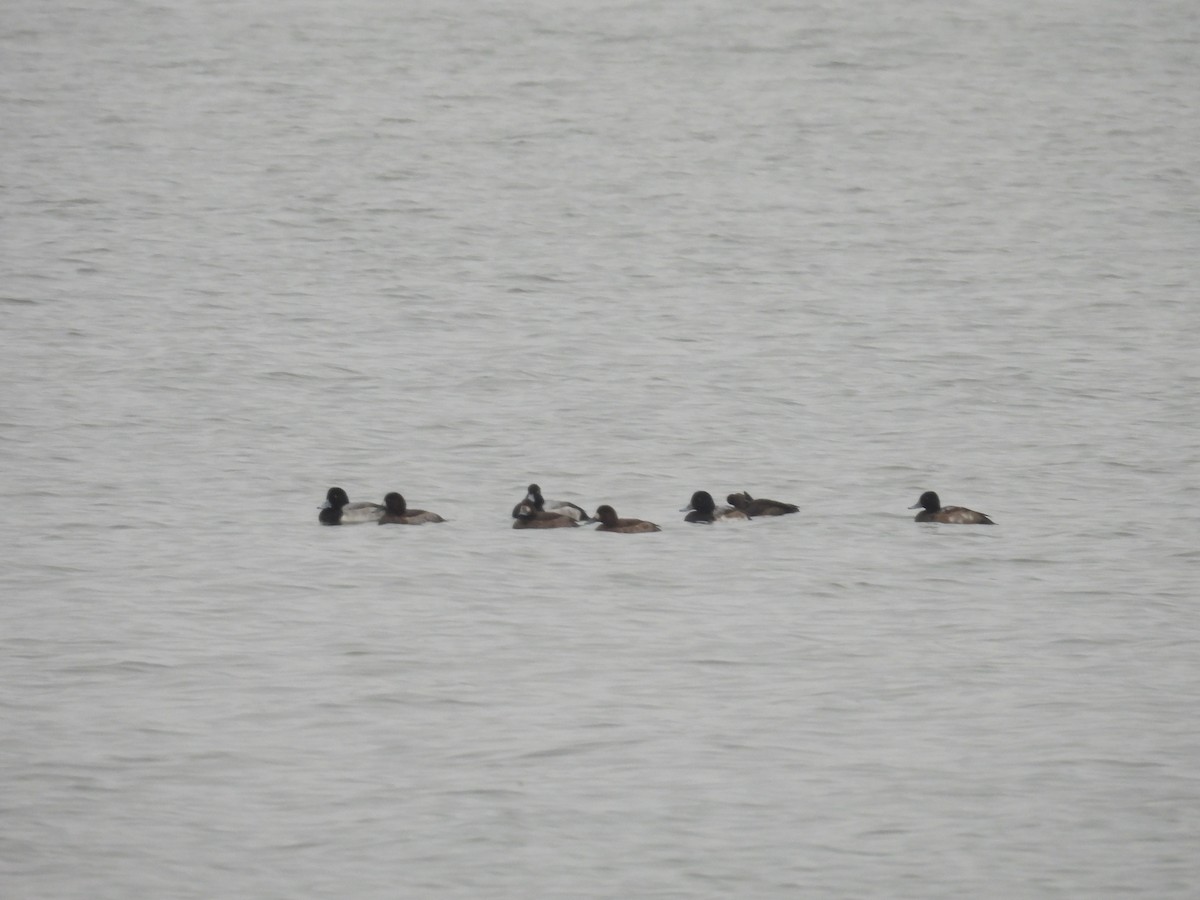 Greater Scaup - ML646414146