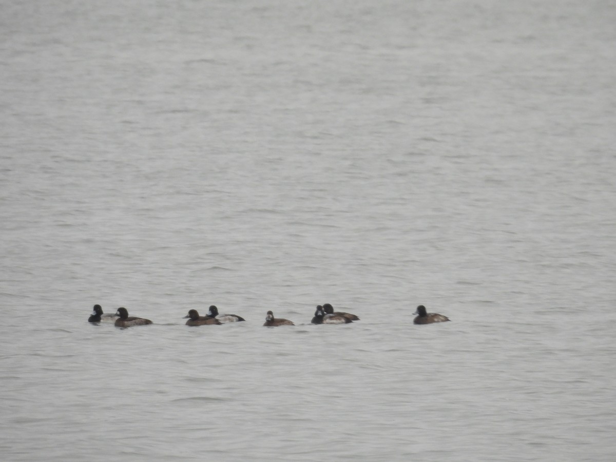 Greater Scaup - ML646414147