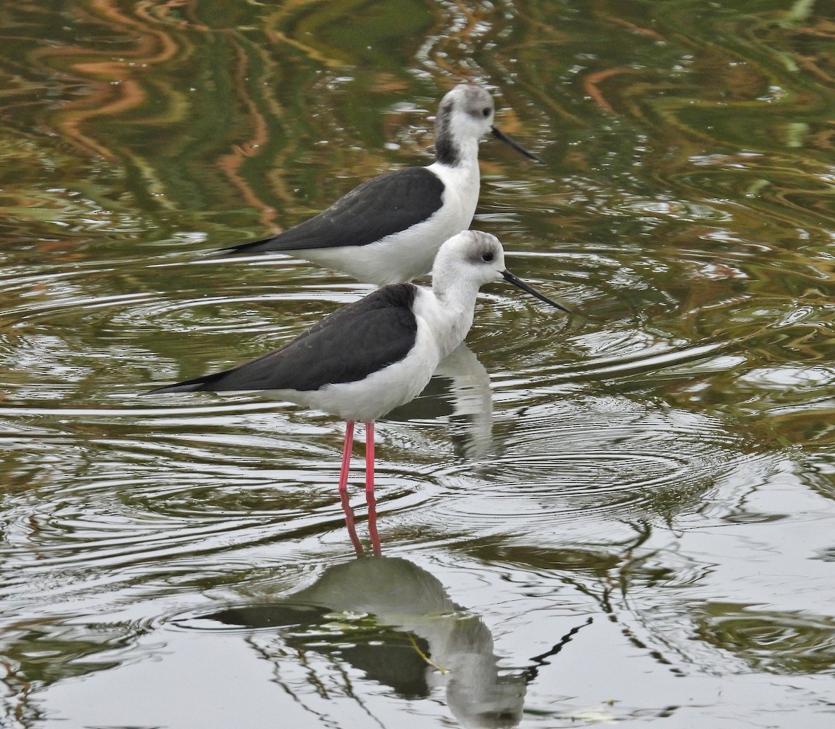 Stelzenläufer - ML646414153