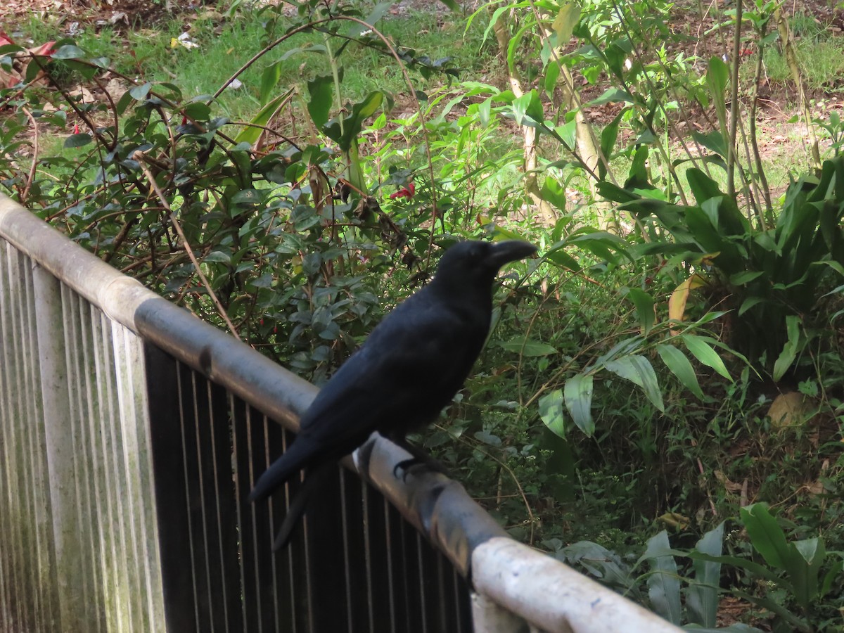 Large-billed Crow - ML646414155