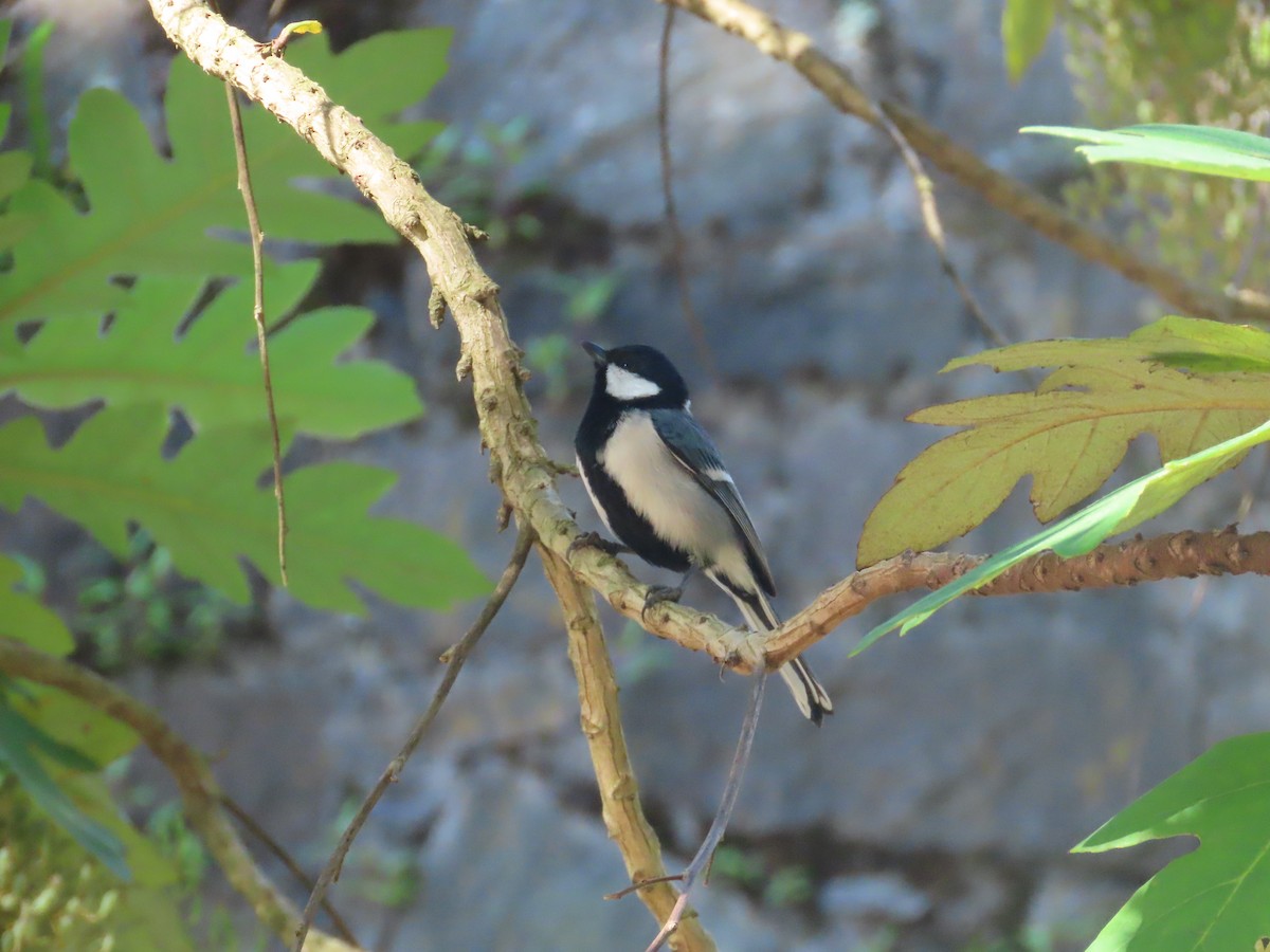 Asian Tit - ML646414160