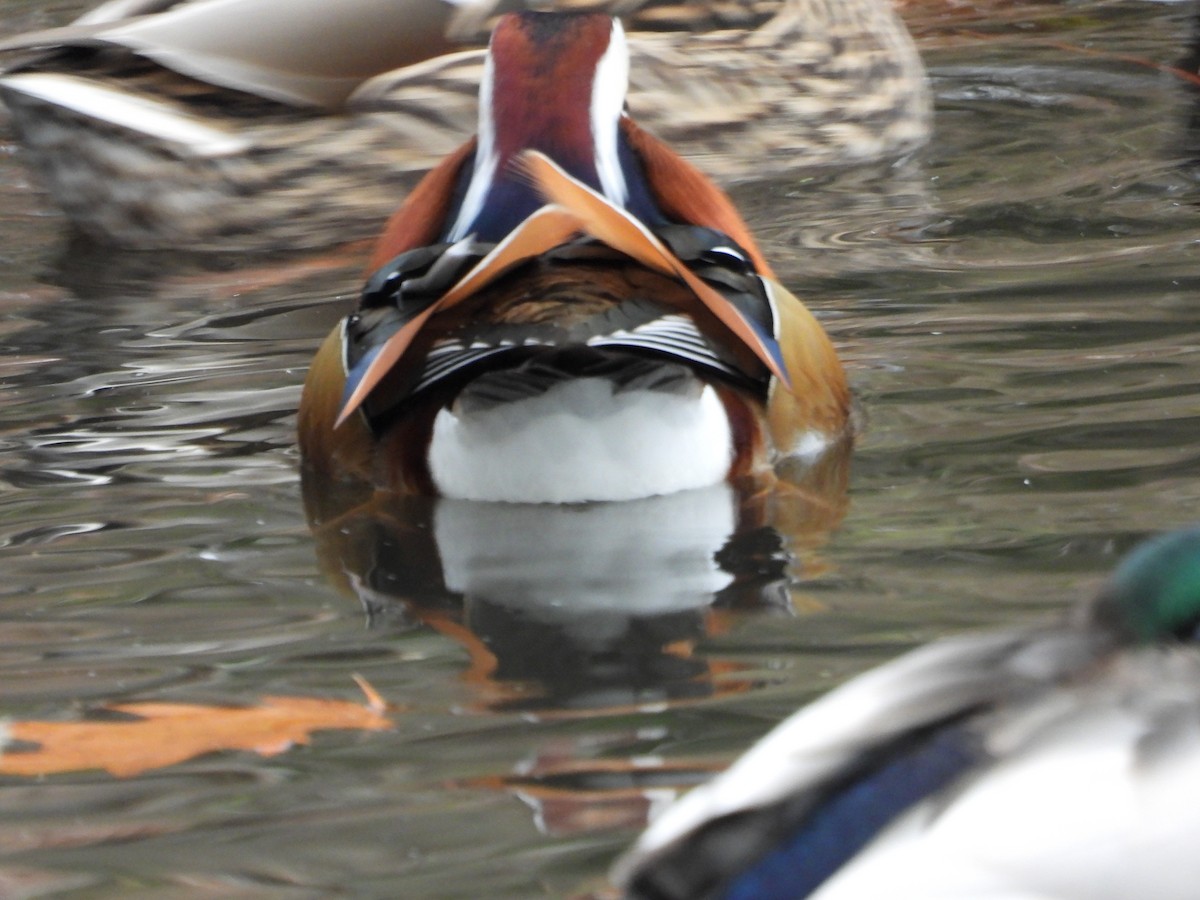 Mandarin Duck - ML646414161