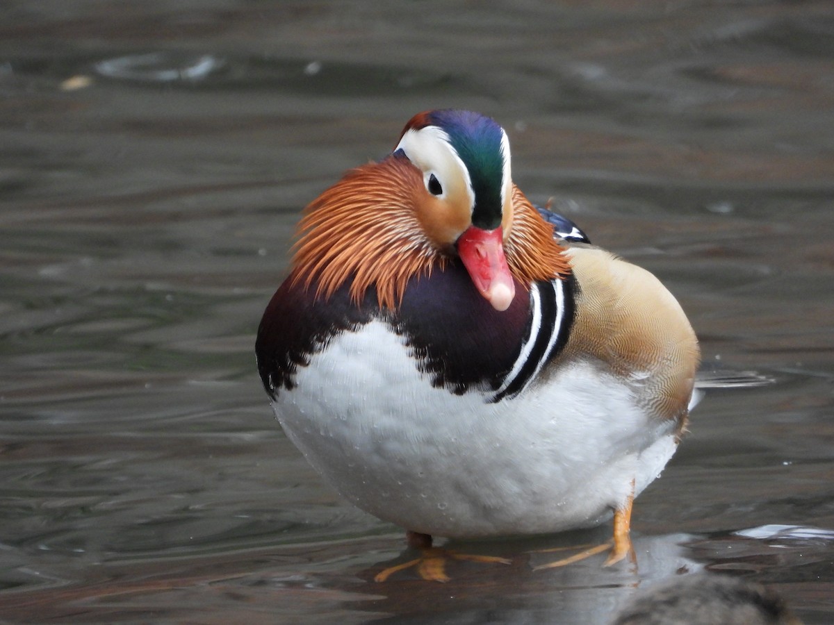 Mandarin Duck - ML646414162