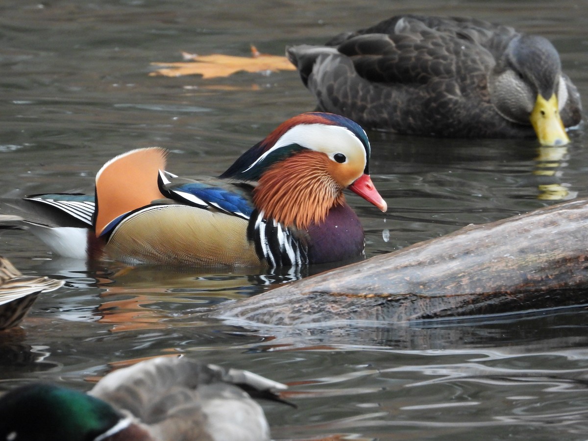 Mandarin Duck - ML646414163