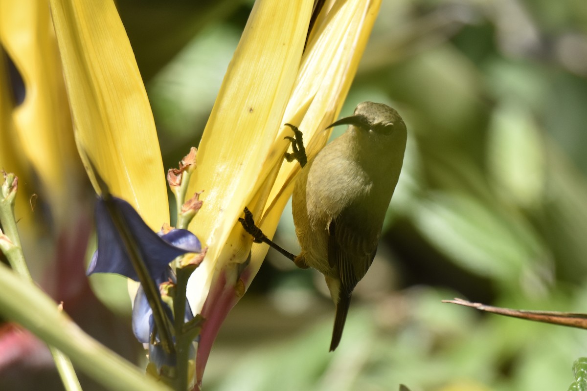 strdimil dvoupruhý - ML646414164