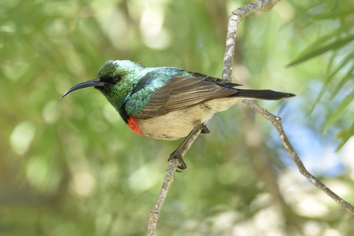 strdimil dvoupruhý - ML646414165