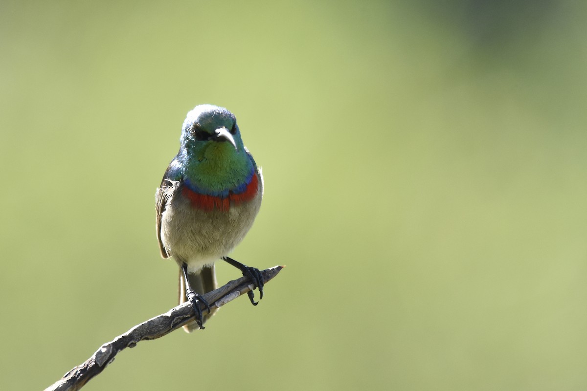 strdimil dvoupruhý - ML646414166