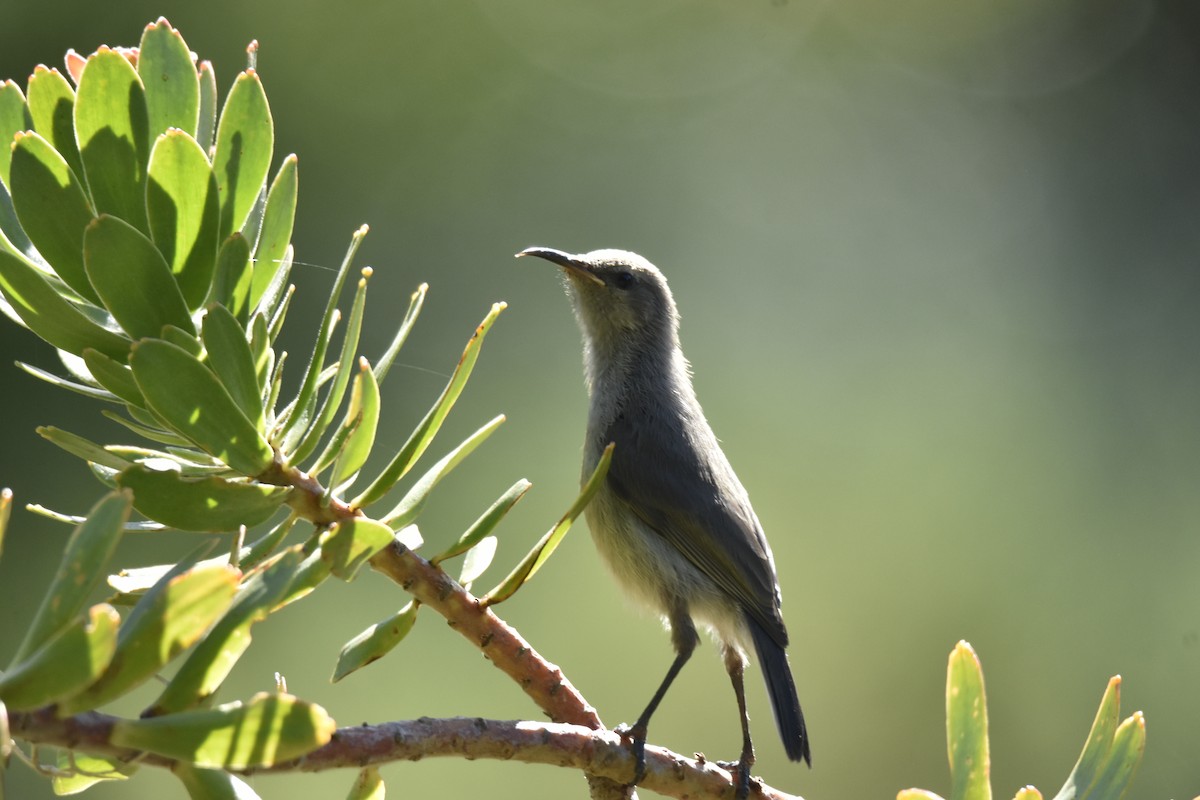 strdimil dvoupruhý - ML646414167
