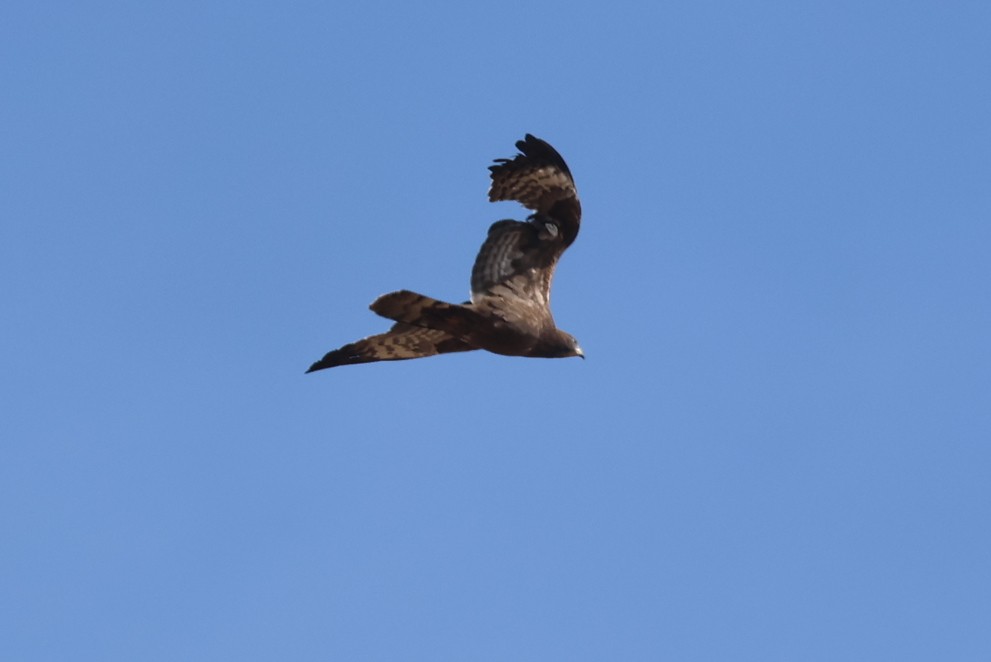 včelojed chocholatý - ML646414173